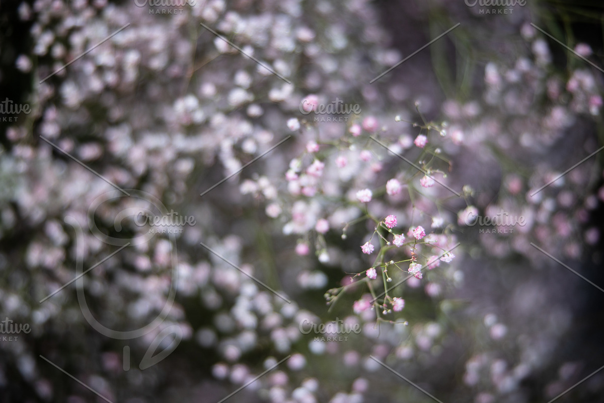 A Garden of Roses | Wedding, Events, a Nature Photo by Farewell (Photo 29 of 41)