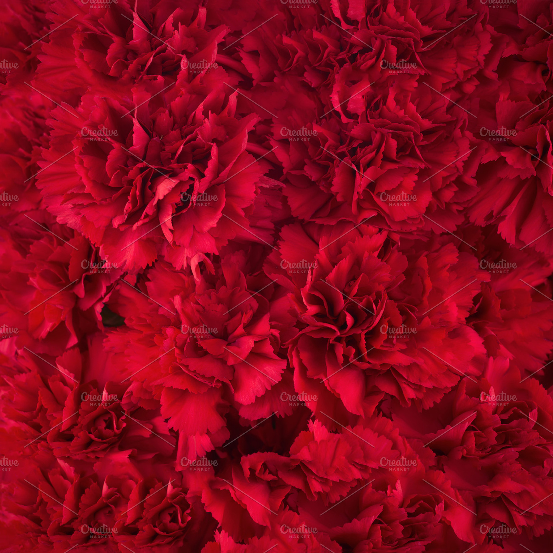 Bouquet of red flowers carnation., a Nature Photo by PhIllStudio