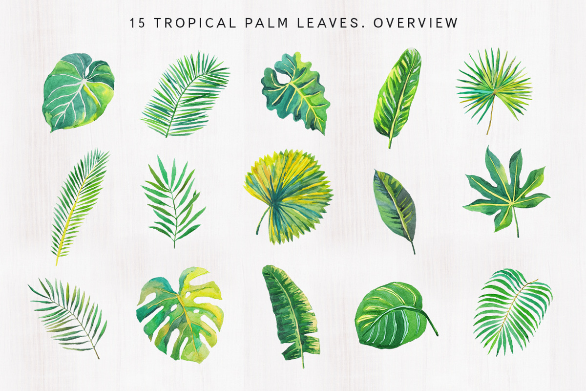 Tropical palm leaves, an Illustration by OJardin (Photo 8 of 8)