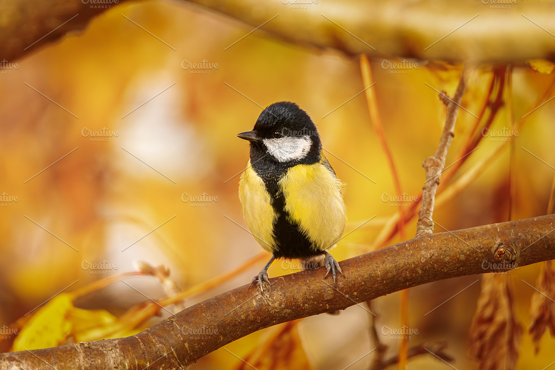 Great tit close up ( Parus major ).., an Animal Photo by AlexBush