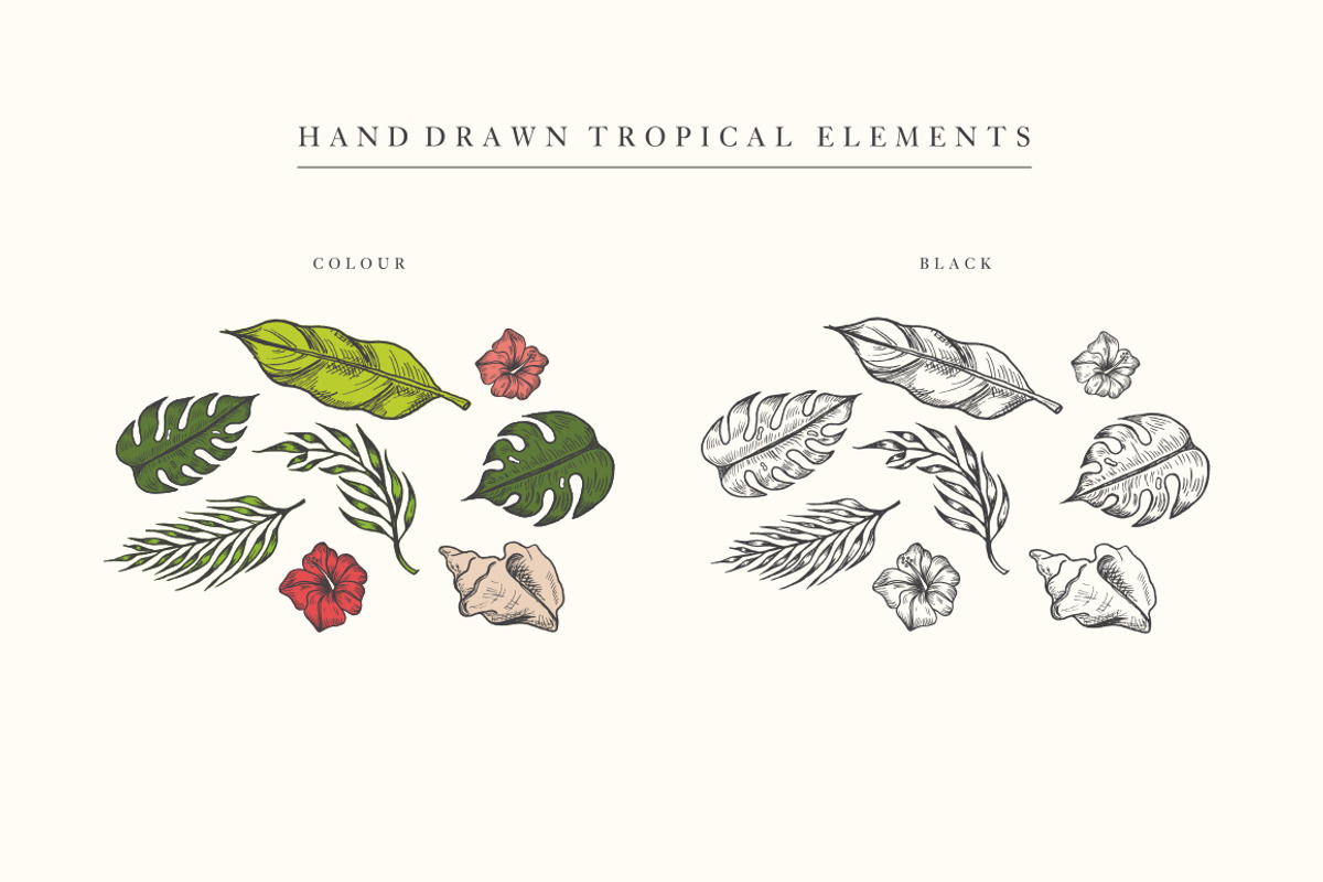 Hand Drawn Tropical Vector Elements