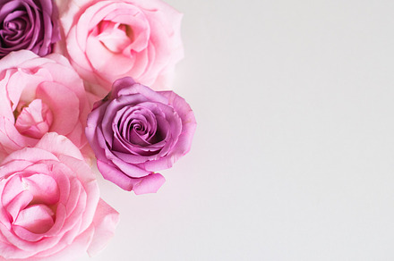Pink and Purple Roses