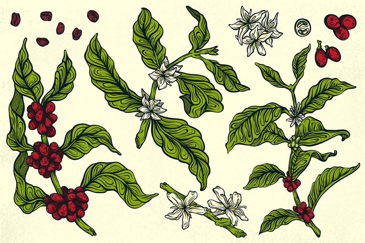 Arabica Assortment, a Food Illustration by melissadn (Photo 2 of 5)