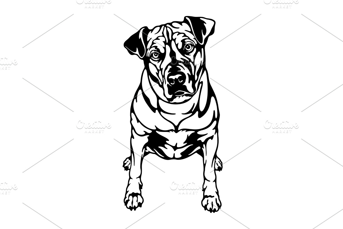 American Staffordshire Terrier Dog, an Animal Illustration by Digital-Clipart