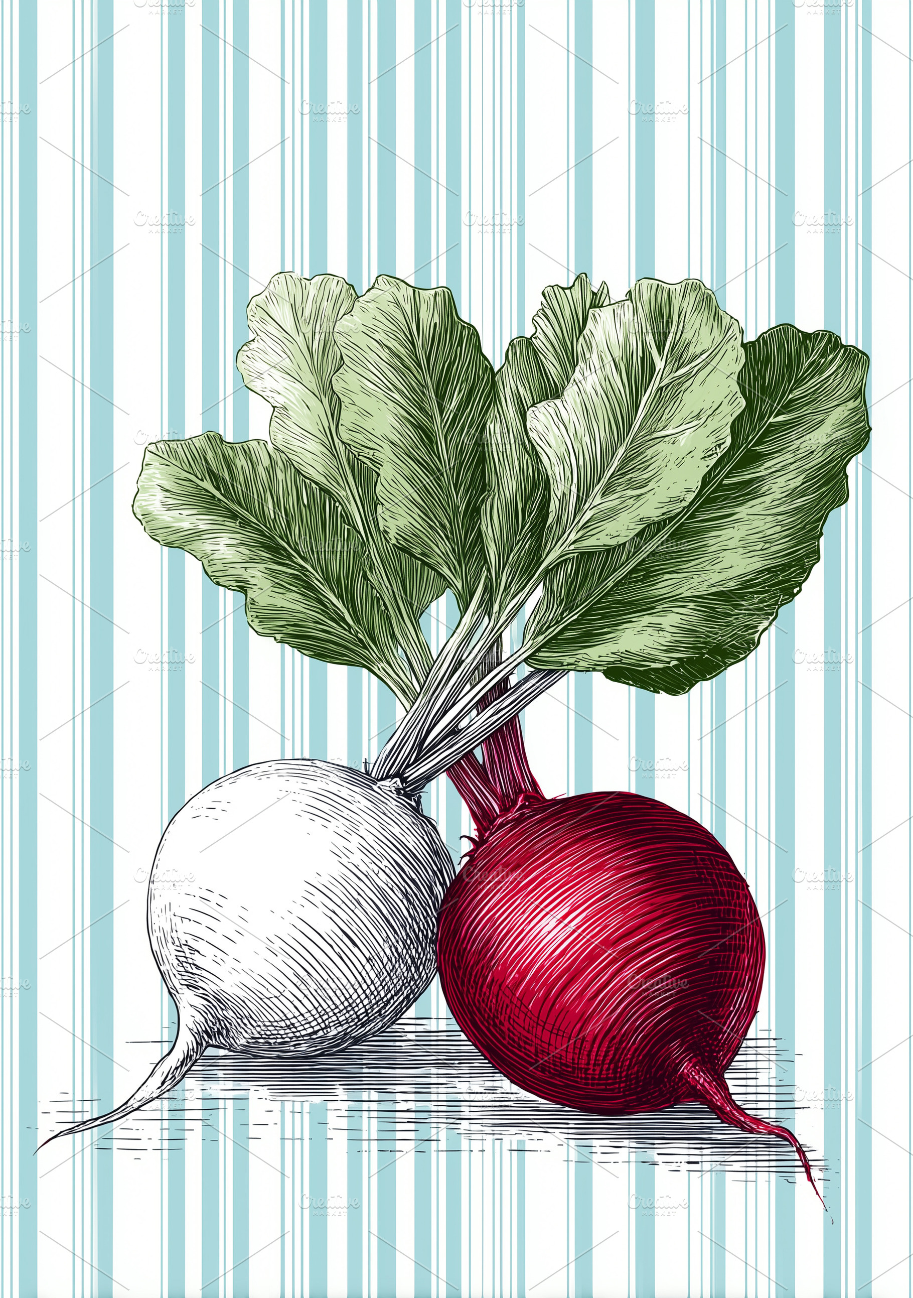 Retro hand-drawn beetroot, a Food & Drink Photo by MistyDay