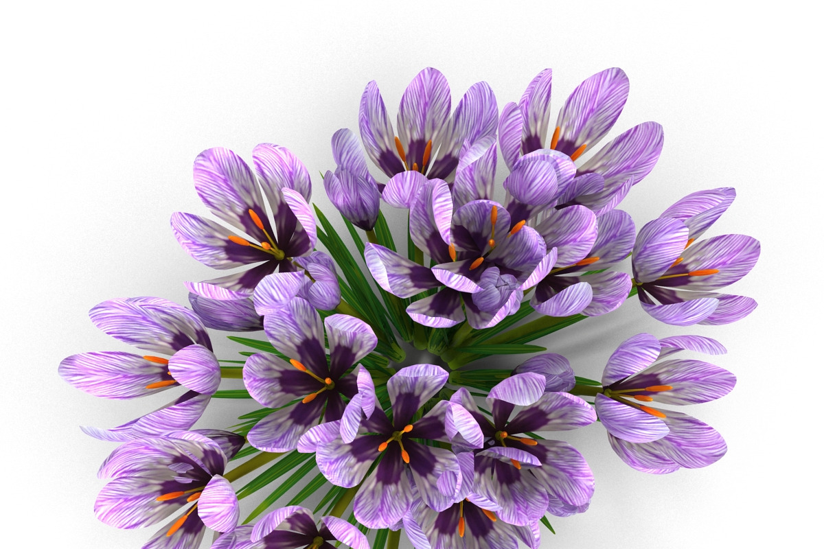 Crocus violet, an Environmental 3D Model by AndrewWhite (Photo 5 of 9)