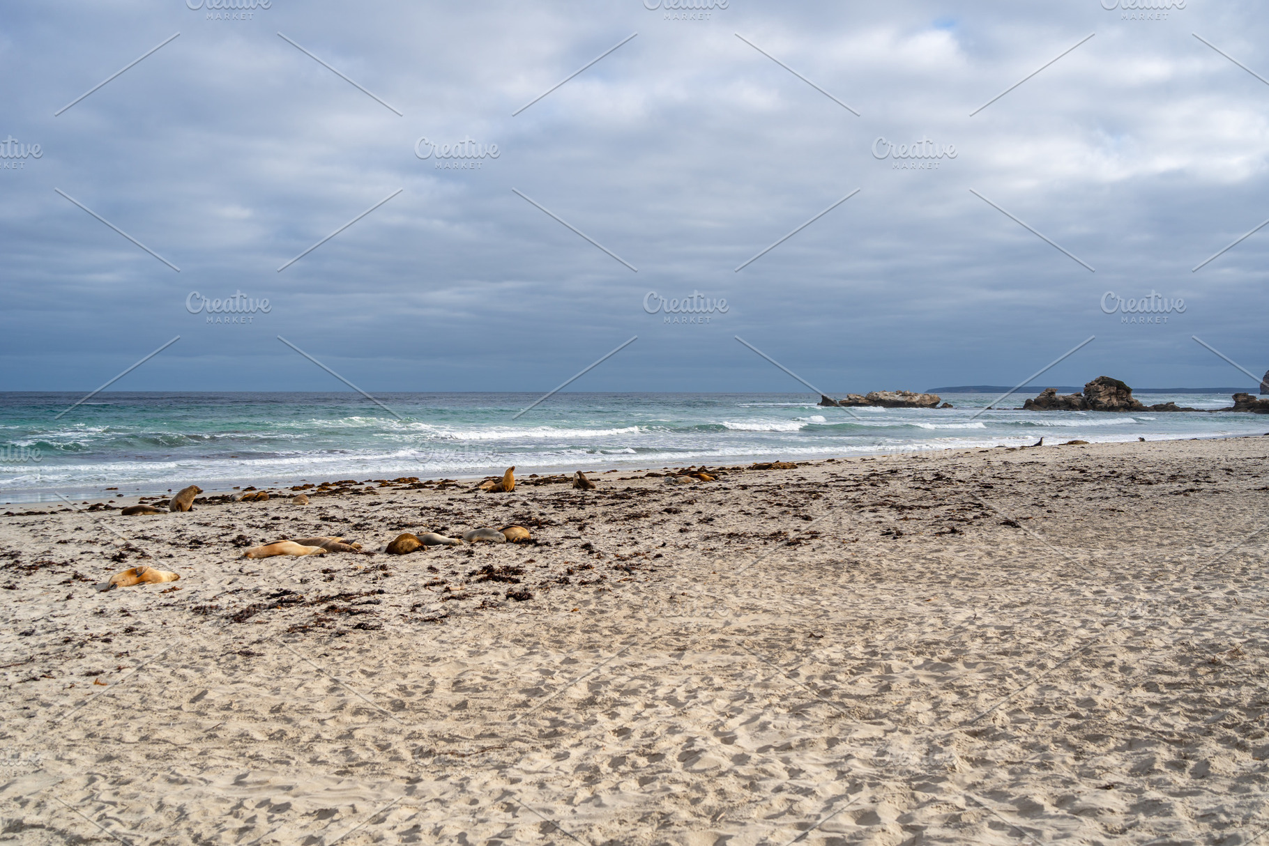 Seals resting on the sandy beach of Seal Bay, in Kangaroo Island, a Nature Photo by GoodGoods