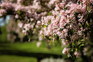 In Bloom Pink