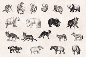 Wild Animals Engravings