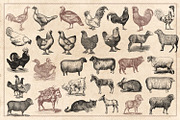 100 Vintage Farm Animals (Vector), an Animal Illustration by Brigantine Designs (Thumbnail 6 of 7)