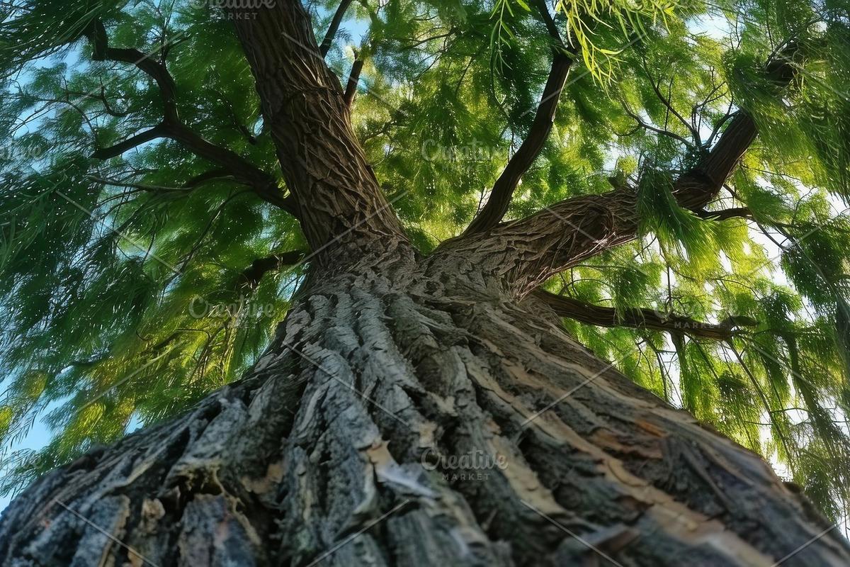 98 Trees view from below, a Nature Photo by Handmadefont (Photo 36 of 98)