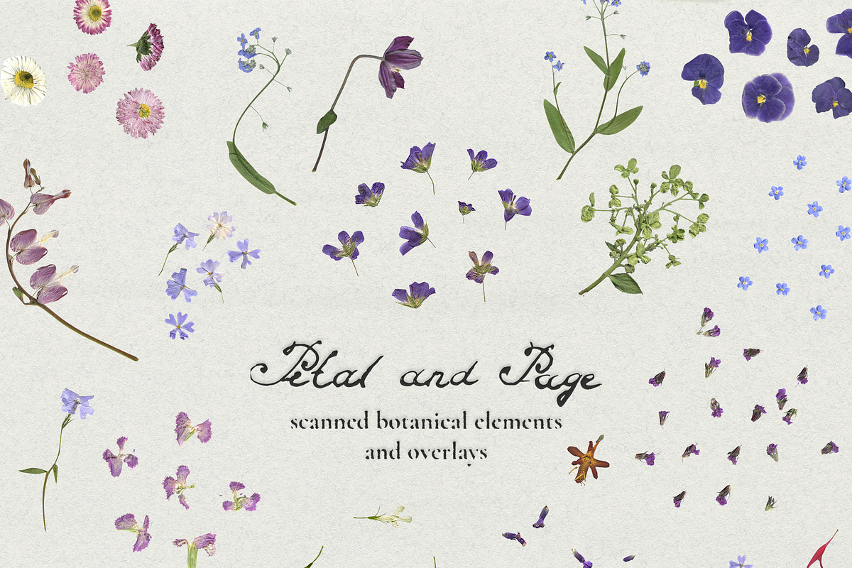 Petal & Page - Paper and Fowers, an Object Graphic by Watercolor_Ma (Photo 5 of 7)
