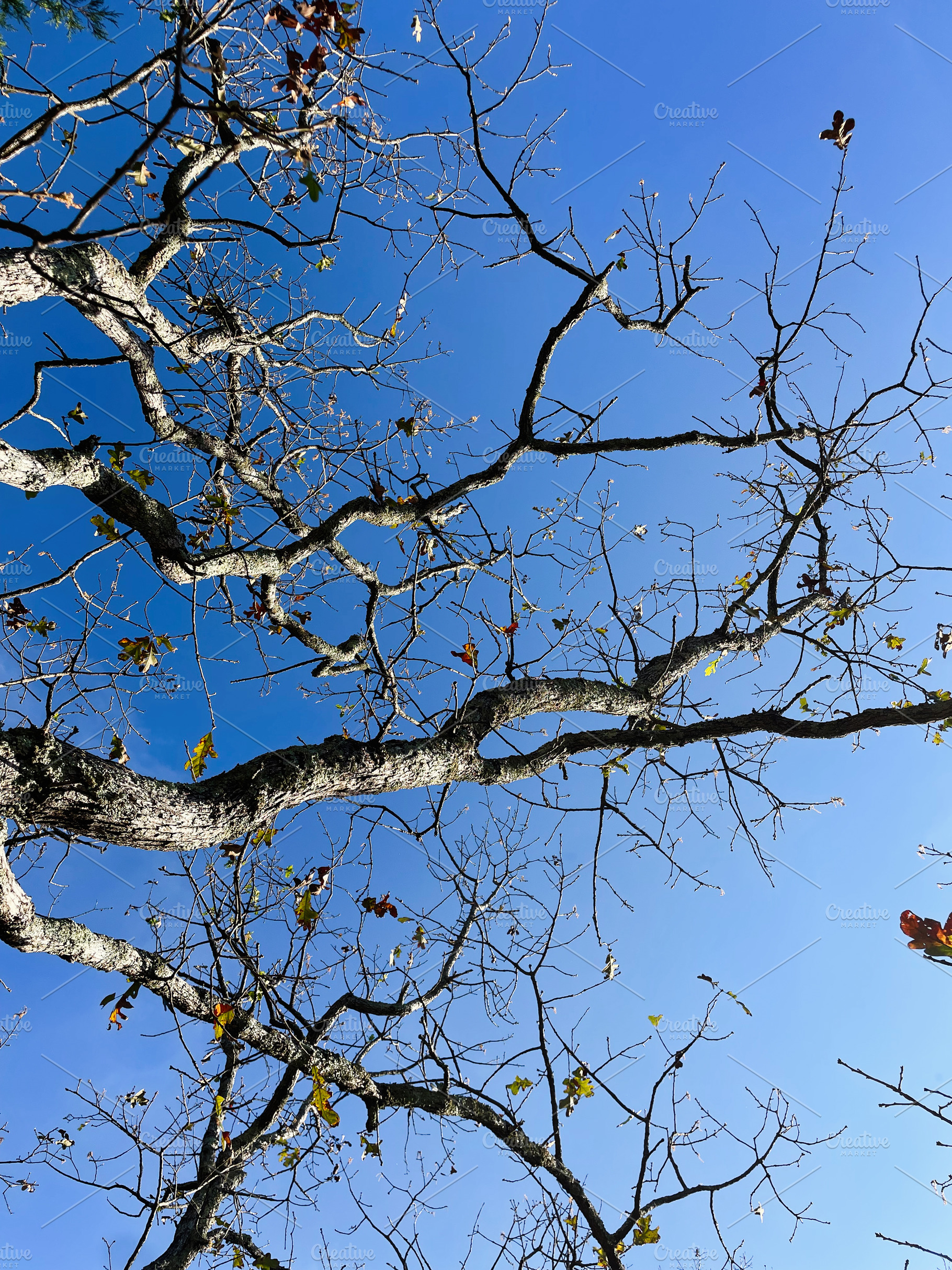 Bare tree branches against a clear blue sky at Garden of the Gods, Colorado Spr, a Nature Photo by AS photostudio