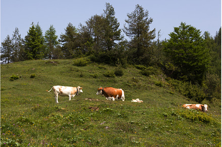 Cows grazing peacefully