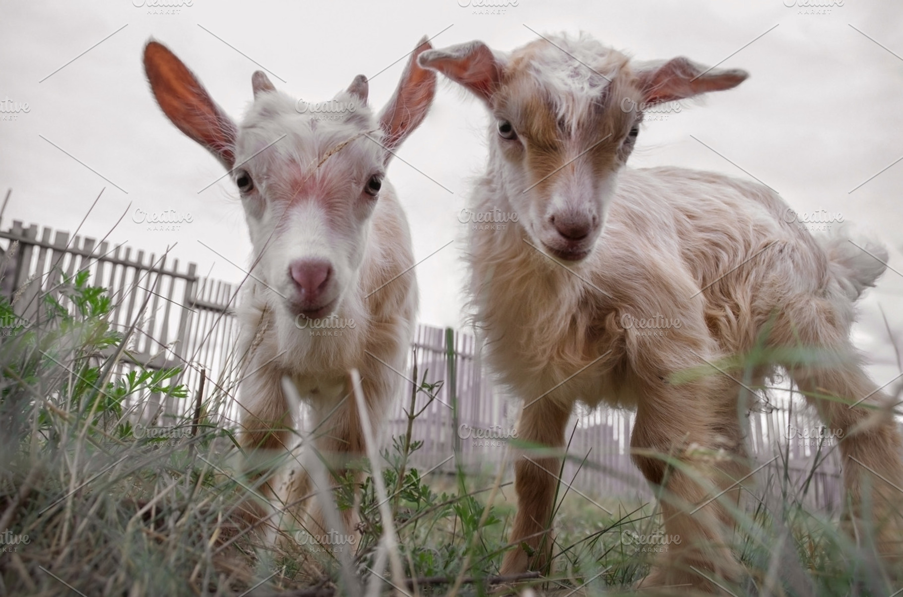 Goats featuring goat, goat head, and nice, an Animal Photo by Innire