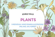 Hand Drawn Edible Flowers, an Illustration by MyNatureGraphics (Thumbnail 1 of 3)
