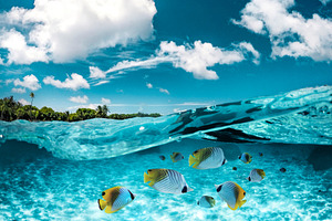 Maldives underwater Butterflyfishes