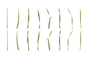 Vector object brushes. Daffodils, a Brush Add-On by Peolla (Thumbnail 4 of 11)
