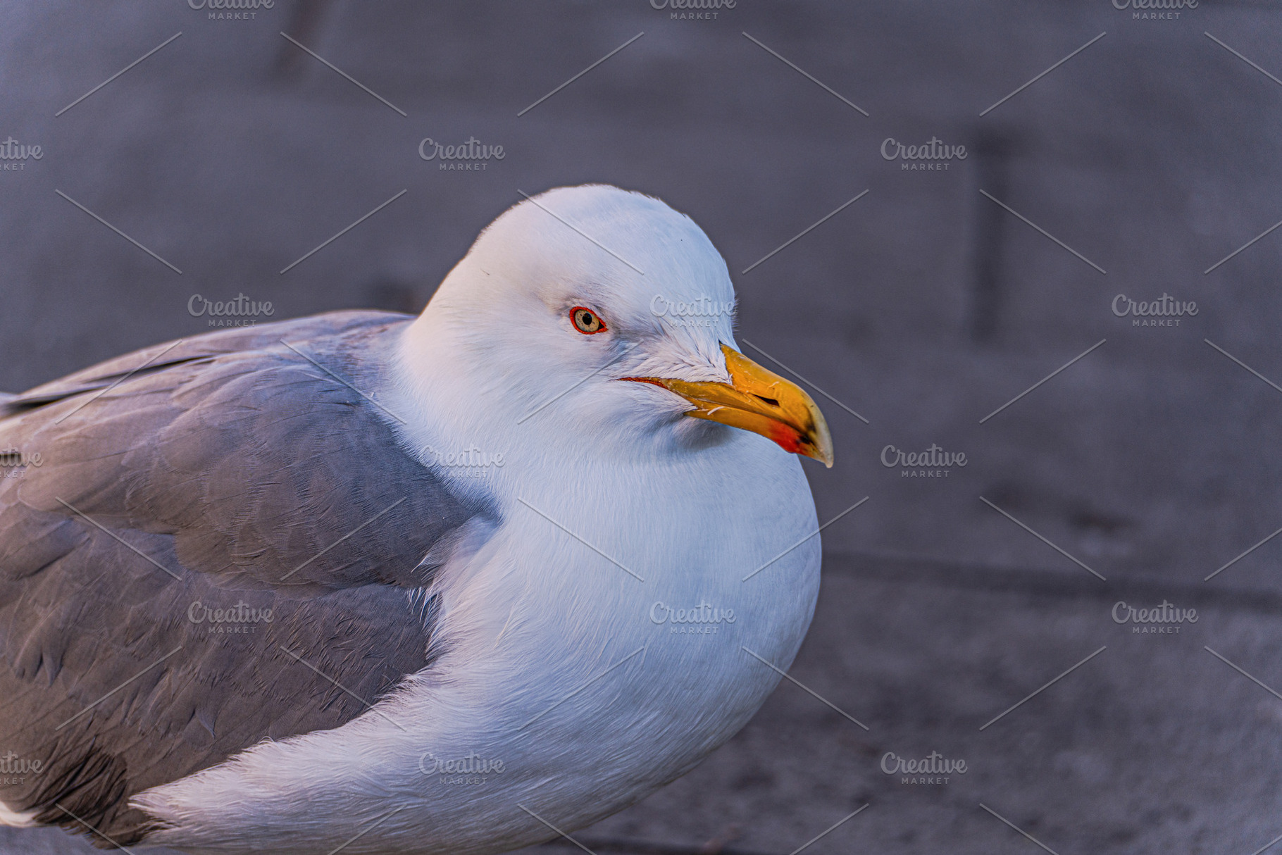 Cute seagull wals on the street of Venice, an Architecture Photo by Anna Bogush