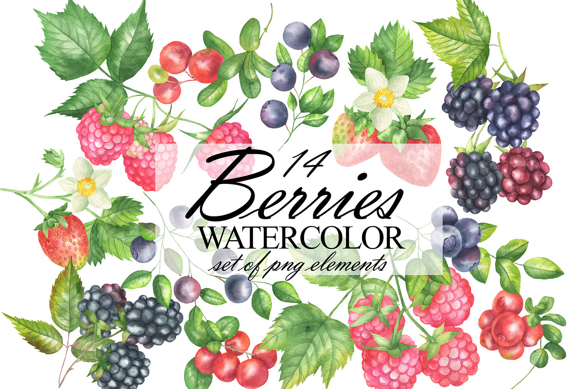 Wild Berry Watercolor Clipart, a Food Illustration by OlDm_Shop (Photo 1 of 8)