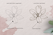 Spring flowers - pencil sketch set, a Decorative Illustration by Marine art (Thumbnail 3 of 7)
