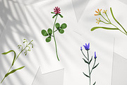 Field and meadow wild flowers set, a Decorative Illustration by Good Studio (Thumbnail 3 of 4)