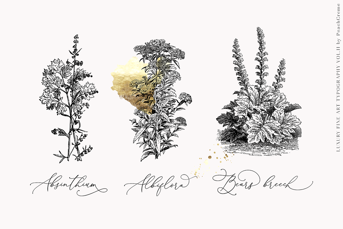 Darling Modern // Luxury Font, a Script Font by PeachCreme (Photo 13 of 29)