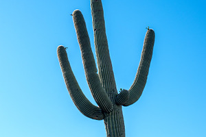 lonely Saguaro