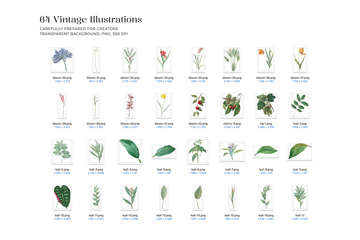 Vintage Botanical Illustrations, an Object Illustration by likorbut (Photo 5 of 8)