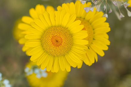 Yellow flowers of dyer's camomile (A, a Nature Photo by AlexBush