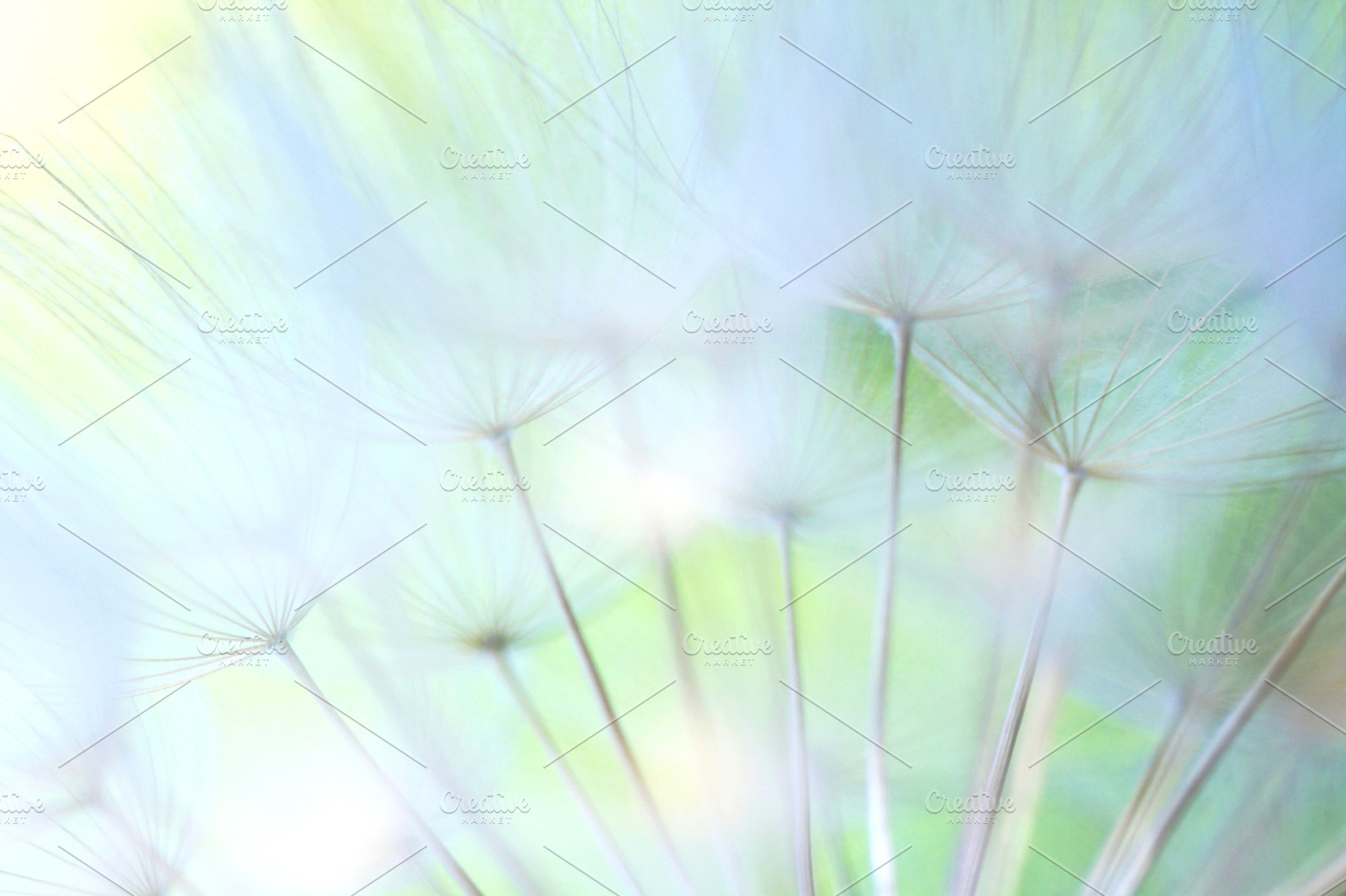 Dandelion 9 containing nature, wild dandelion, and tarassacum, an Abstract Photo by Maria Dattola Photography