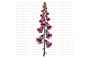 Foxgloves Stems and Flowers, a Decorative Illustration by Bloom Craft Creations (Thumbnail 2 of 11)