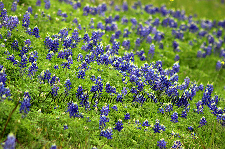 Bluebonnet field -Texas bluebonnets, a Nature Photo by Debby Newman Photography