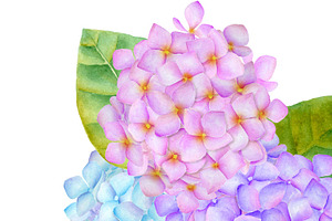 Hydrangea Watercolor Illustration