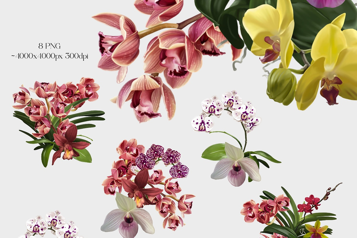 Realistic orchid oil - Bundle flower, a Decorative Illustration by NNclipart (Photo 3 of 4)