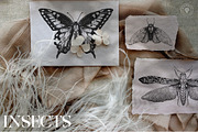 Cicada - Insects & Flowers Ink Set, a Texture Illustration by Kaleriia (Thumbnail 3 of 10)