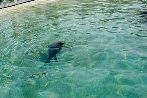 Seal swimming in a pool at a Reykjavik aquarium in Iceland, a Photo by AS photostudio
