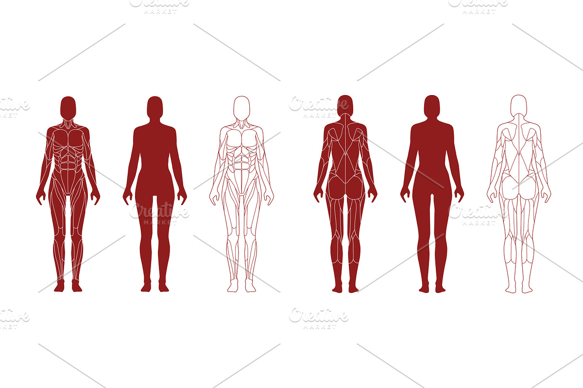 Female figure with anatomical, a Sport Illustration by skripnikbb