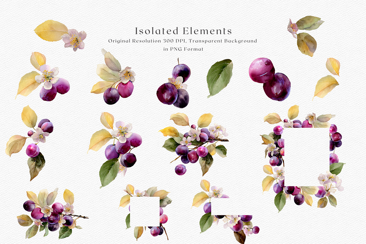 Watercolor Plum Bouquet Clipart, a Decorative Illustration by ThaismotaCreativeCo (Photo 9 of 12)