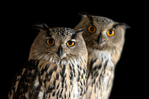 Owls standing together in a dark setting with bright eyes, an Animal Photo by Byrdyak