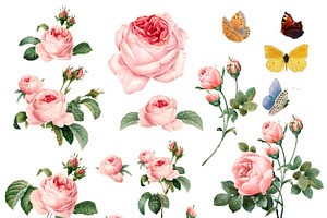 Hand Drawn Pink Roses Collection