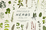 BUNDLE - Dry Flowers & Leaves, an Object Graphic by Sparrow & Snow (Thumbnail 9 of 28)