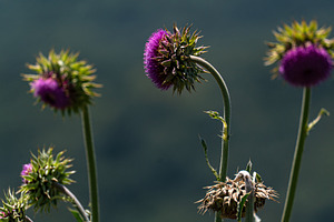National flower of Scotland - Thristle, a Nature Photo by Anna Bogush