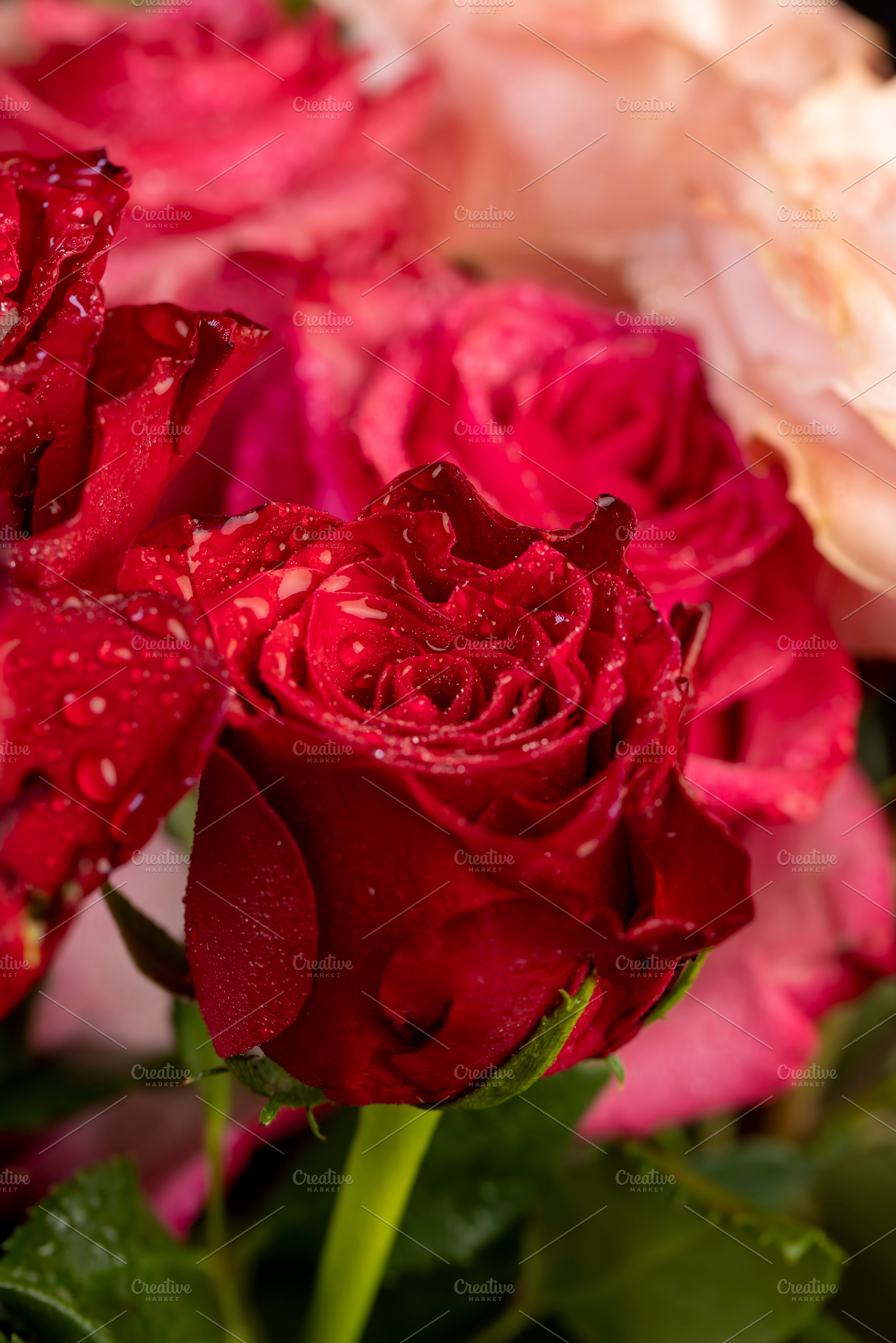 covered with drops of water, a group of red rose flowers for bouquets, a Photo by rsoollAI