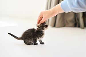 Woman petting cute little kitten, an Animal Photo by Gladkov photography
