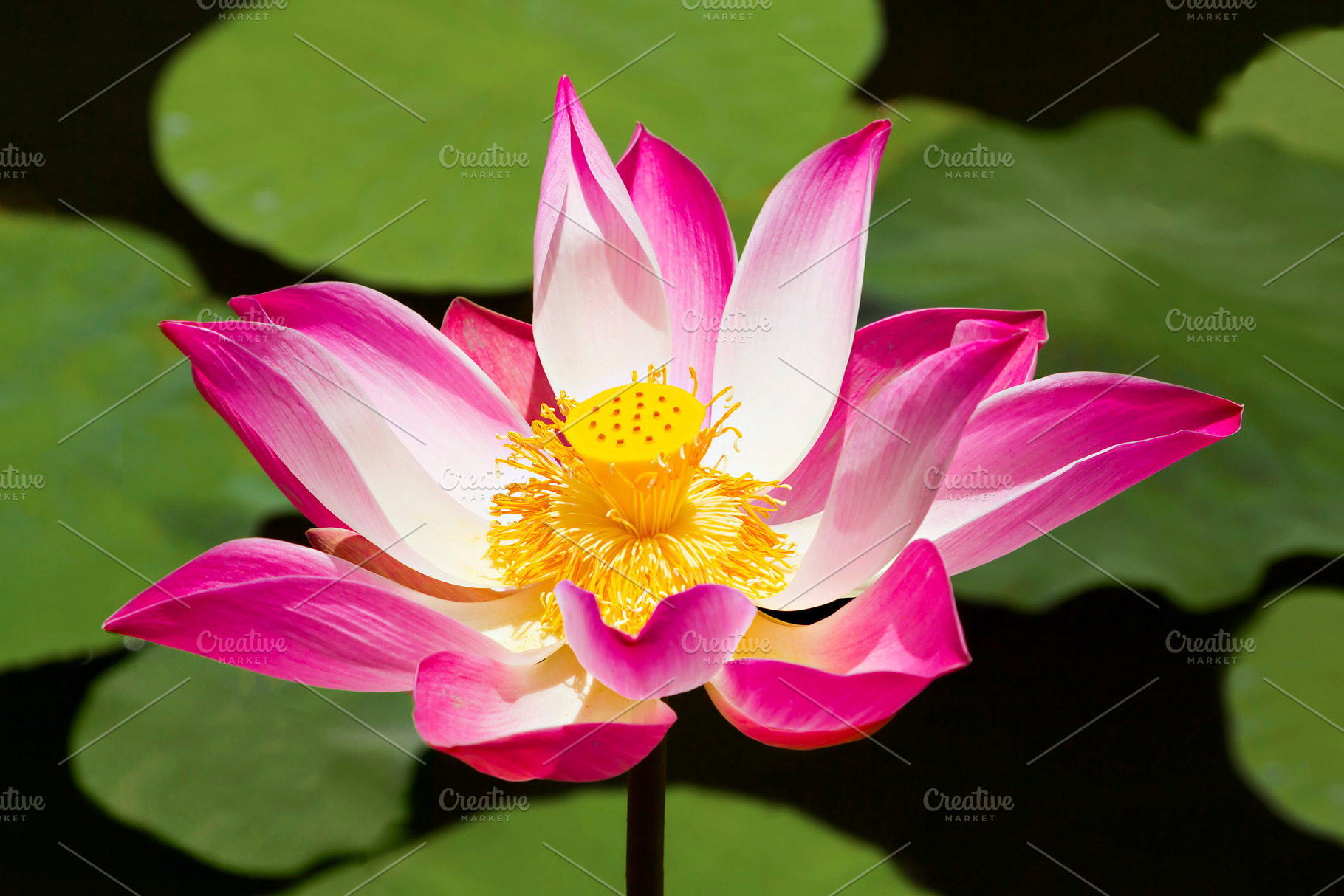 Lotus flower, a Photo by saiko3p