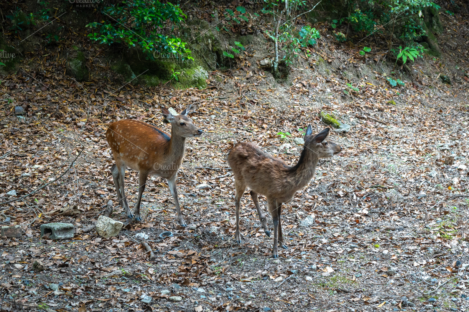 Young deer standing in forest on Miyajima island in Japan, an Animal Photo by GoodGoods