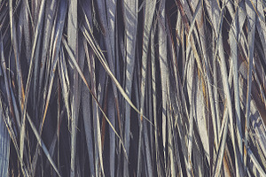 11 Palm Leaves Textures