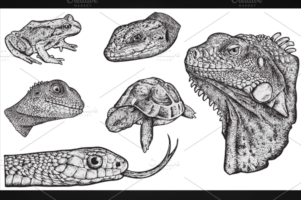 REPTILES - Hand Drawn, an Illustration by BusOne (Photo 1 of 2)