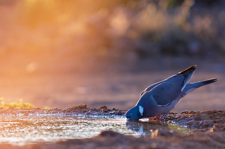 Common wood pigeon drinking water in a pond, an Animal Photo by CreativePhotoSpain